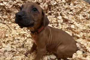 Female Rhodesian Ridgeback Puppy for sale near me - Pink07 Female Rhodesian Ridgeback Puppy for sale near me