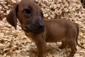 Female Rhodesian Ridgeback Puppy for sale near me - Pink08 Female Rhodesian Ridgeback Puppy for sale near me