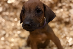 Female Rhodesian Ridgeback Puppy for sale near me - Purple01 Female Rhodesian Ridgeback Puppy for sale near me