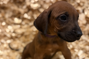 Female Rhodesian Ridgeback Puppy for sale near me - Purple02 Female Rhodesian Ridgeback Puppy for sale near me