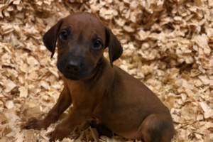Female Rhodesian Ridgeback Puppy for sale near me - Purple03 Female Rhodesian Ridgeback Puppy for sale near me