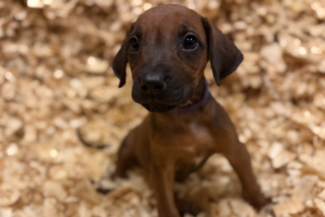 Female Rhodesian Ridgeback Puppy for sale near me - Purple04 Female Rhodesian Ridgeback Puppy for sale near me
