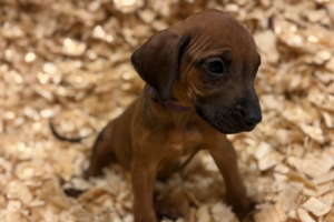 Female Rhodesian Ridgeback Puppy for sale near me - Purple05 Female Rhodesian Ridgeback Puppy for sale near me