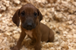 Female Rhodesian Ridgeback Puppy for sale near me - lightpink02 Female Rhodesian Ridgeback Puppy for sale near me