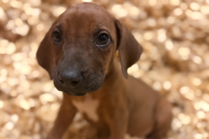 Female Rhodesian Ridgeback Puppy for sale near me - lightpink03 Female Rhodesian Ridgeback Puppy for sale near me
