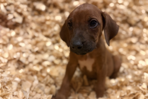 Female Rhodesian Ridgeback Puppy for sale near me - lightpink04 Female Rhodesian Ridgeback Puppy for sale near me