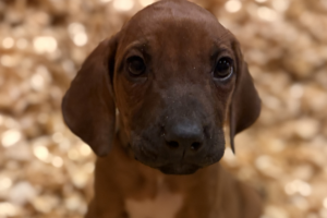 Female Rhodesian Ridgeback Puppy for sale near me - lightpink05 Female Rhodesian Ridgeback Puppy for sale near me