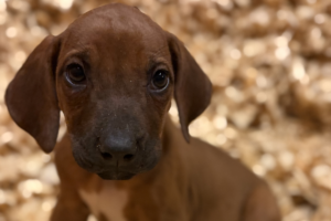 Female Rhodesian Ridgeback Puppy for sale near me - lightpink06 Female Rhodesian Ridgeback Puppy for sale near me