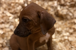Female Rhodesian Ridgeback Puppy for sale near me - lightpink07 Female Rhodesian Ridgeback Puppy for sale near me