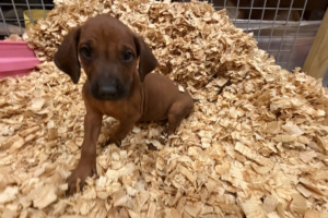 Male Rhodesian Ridgeback Puppy for sale near me - Black01 Male Rhodesian Ridgeback Puppy for sale near me