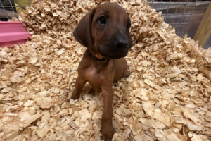 Male Rhodesian Ridgeback Puppy for sale near me - Black04 Male Rhodesian Ridgeback Puppy for sale near me