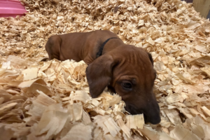 Male Rhodesian Ridgeback Puppy for sale near me - Black05 Male Rhodesian Ridgeback Puppy for sale near me