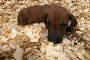 Male Rhodesian Ridgeback Puppy for sale near me - Black06 Male Rhodesian Ridgeback Puppy for sale near me
