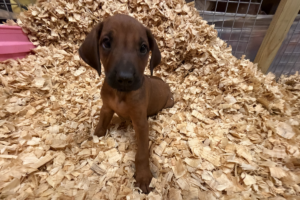 Male Rhodesian Ridgeback Puppy for sale near me - Black07 Male Rhodesian Ridgeback Puppy for sale near me