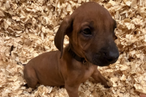 Male Rhodesian Ridgeback Puppy for sale near me - Black08 Male Rhodesian Ridgeback Puppy for sale near me