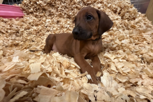 Male Rhodesian Ridgeback Puppy for sale near me - Black09 Male Rhodesian Ridgeback Puppy for sale near me