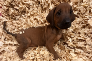 Male Rhodesian Ridgeback Puppy for sale near me - Black10 Male Rhodesian Ridgeback Puppy for sale near me