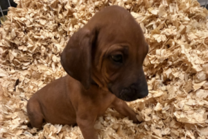 Male Rhodesian Ridgeback Puppy for sale near me - Black11 Male Rhodesian Ridgeback Puppy for sale near me