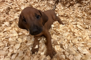 Male Rhodesian Ridgeback Puppy for sale near me - Black12 Male Rhodesian Ridgeback Puppy for sale near me
