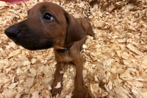 Male Rhodesian Ridgeback Puppy for sale near me - Black13 Male Rhodesian Ridgeback Puppy for sale near me
