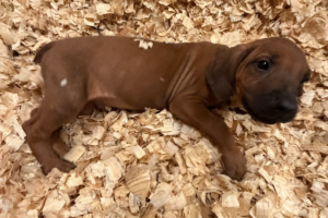 Male Rhodesian Ridgeback Puppy for sale near me - Black14 Male Rhodesian Ridgeback Puppy for sale near me