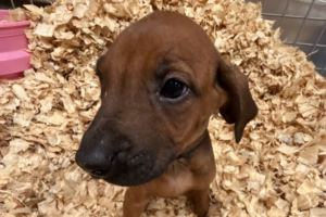 Male Rhodesian Ridgeback Puppy for sale near me - Black15 Male Rhodesian Ridgeback Puppy for sale near me