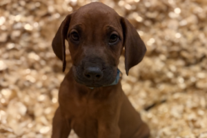Male Rhodesian Ridgeback Puppy for sale near me - Light Green01 Male Rhodesian Ridgeback Puppy for sale near me