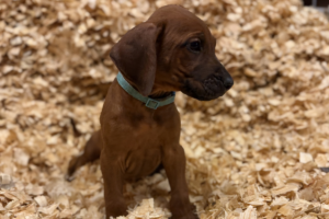 Male Rhodesian Ridgeback Puppy for sale near me - Light Green02 Male Rhodesian Ridgeback Puppy for sale near me