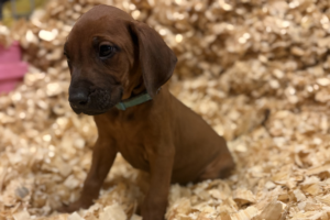 Male Rhodesian Ridgeback Puppy for sale near me - Light Green03 Male Rhodesian Ridgeback Puppy for sale near me