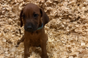 Male Rhodesian Ridgeback Puppy for sale near me - Light Green04 Male Rhodesian Ridgeback Puppy for sale near me