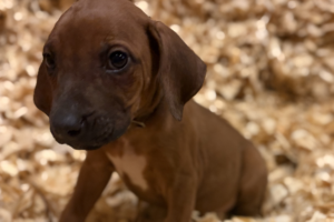 Male Rhodesian Ridgeback Puppy for sale near me - brown01 Male Rhodesian Ridgeback Puppy for sale near me