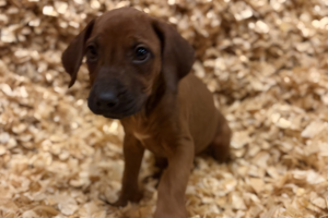 female-rhodesian-ridgeback-puppy-for-sale-near-me-female-puppy-02 Female Rhodesian Ridgeback Puppy for sale near me