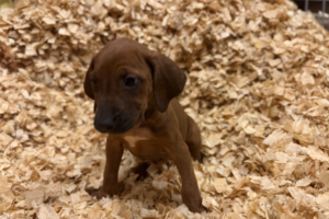female-rhodesian-ridgeback-puppy-for-sale-near-me-female-puppy-03 Female Rhodesian Ridgeback Puppy for sale near me