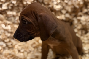 female-rhodesian-ridgeback-puppy-for-sale-near-me-female-puppy-04 Female Rhodesian Ridgeback Puppy for sale near me