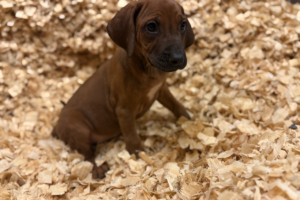 female-rhodesian-ridgeback-puppy-for-sale-near-me-female-puppy-05 Female Rhodesian Ridgeback Puppy for sale near me