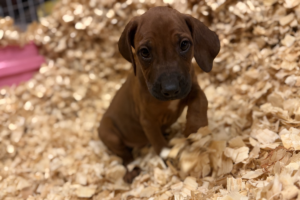 female-rhodesian-ridgeback-puppy-for-sale-near-me-female-puppy-07 Female Rhodesian Ridgeback Puppy for sale near me