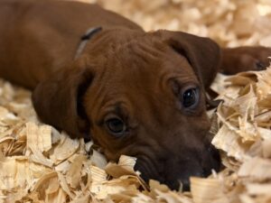 rhodesian-puppies-texas-for-sale-2026-1