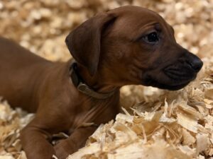 rhodesian-puppies-texas-for-sale-2026-2