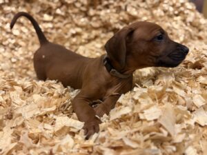 Rhodesian Ridgeback travel and puppy pickup planning Rhodesian Ridgeback travel and puppy pickup planning for Delaware families