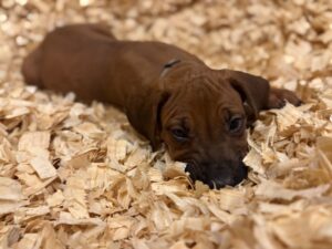 rhodesian-puppies-texas-for-sale-2026