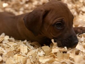Rhodesian Ridgeback breeder comparison questions Rhodesian Ridgeback breeder comparison questions for New Castle buyers