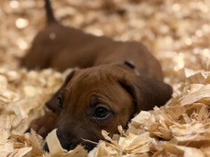 Rhodesian Ridgeback breed fit for active families Rhodesian Ridgeback breed fit for active Delaware families
