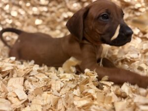 Rhodesian Ridgeback puppy buyer guide Rhodesian Ridgeback puppy for New Castle Delaware buyer guide