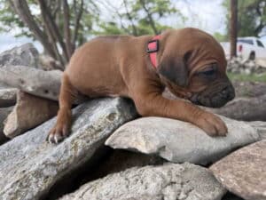rhodesian-puppy-1-2-1