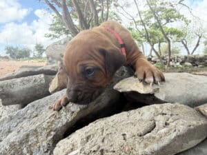 rhodesian-puppy-1-2-2