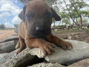 rhodesian-puppy-1-2-3