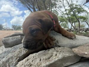 rhodesian-puppy-1-2-4
