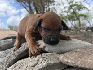 rhodesian-puppy-1-2-5