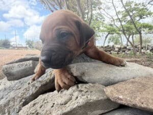 rhodesian-puppy-1-25