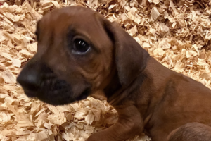rhodesian-ridgeback-puppies-yellow-01-for-sale rhodesian ridgeback puppies yellow for sale